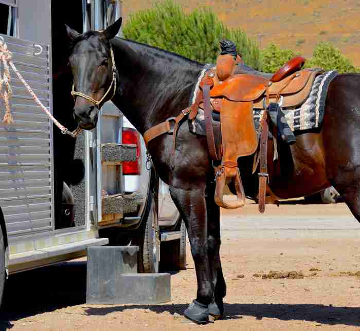 Horse