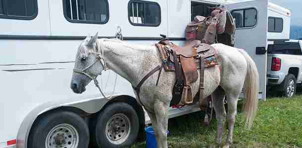 Horse tied to a trailer