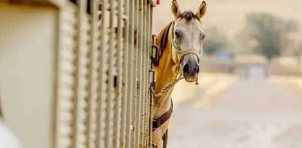 Horse peeking around the side of a horse float trailer, with a curious expression.