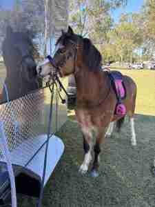 Jazmine’s pony standing beside a shiny new Eurofloat horse float with its reflection visible in the polished exterior.